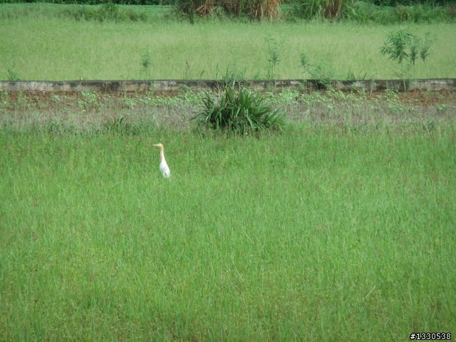 桃園蓮花季半日遊