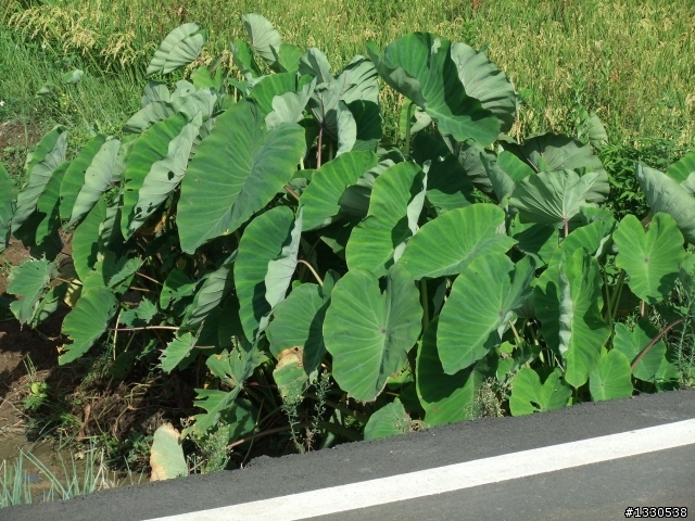 桃園蓮花季半日遊