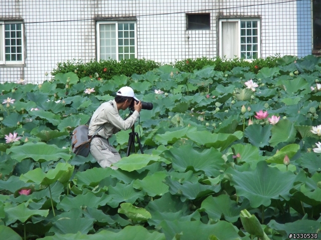 桃園蓮花季半日遊