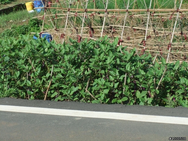 桃園蓮花季半日遊