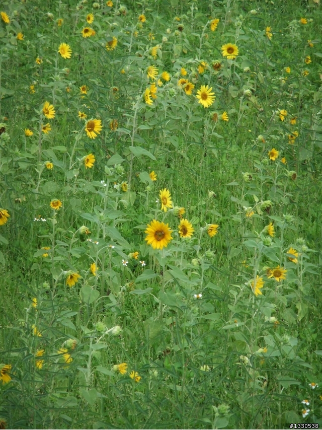桃園蓮花季半日遊