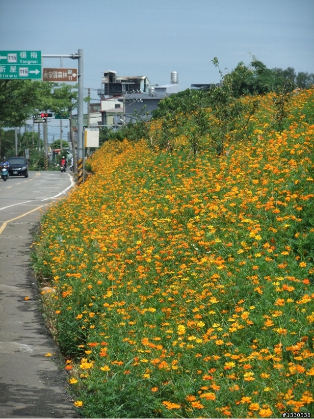 桃園蓮花季半日遊