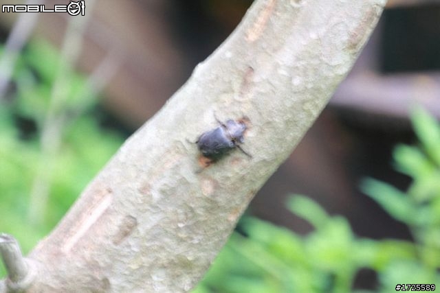 CANON 70-300 f4-5.6L IS USM 之不專業開箱文+整合更新測試