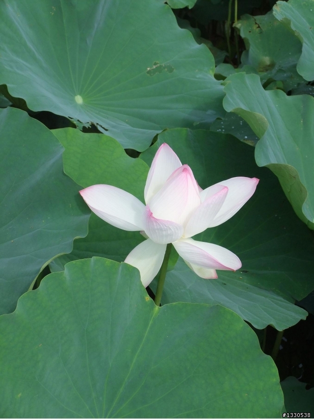 桃園蓮花季半日遊