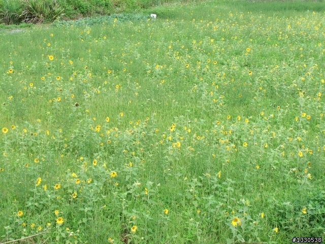 桃園蓮花季半日遊