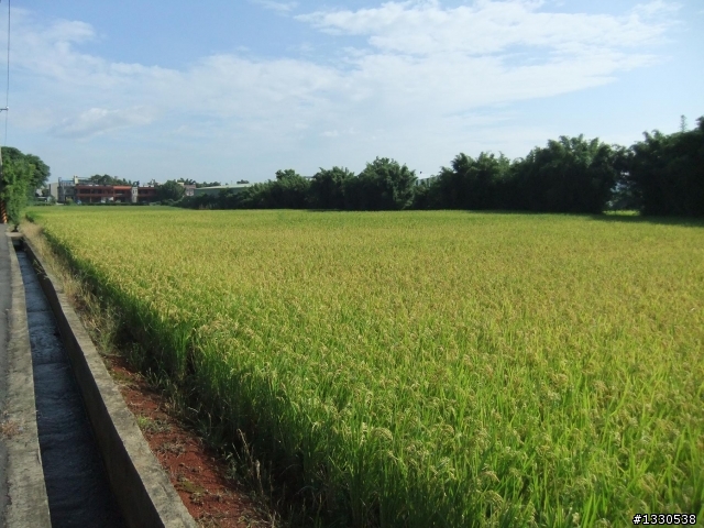 桃園蓮花季半日遊