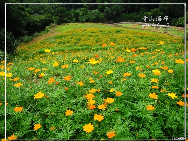 2011北海岸花海季+0628拍三芝花海