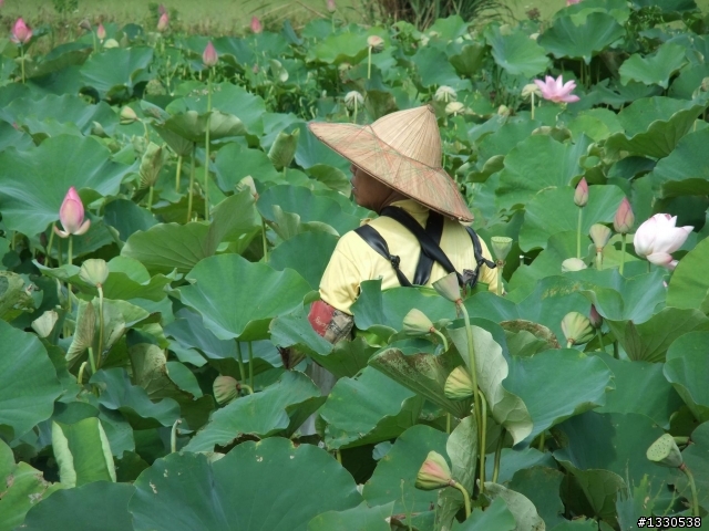 桃園蓮花季半日遊