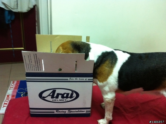 【開箱】南海限定 消光白 ARAI RAM4 !!?? SZ MZ 傻傻分不清楚!!!