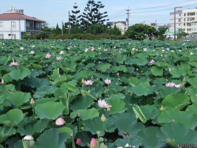 桃園蓮花季半日遊