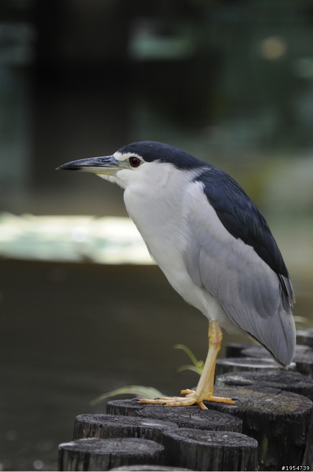 【分享文】AF-S Nikkor VR 200-400mm f/4G ED VRII