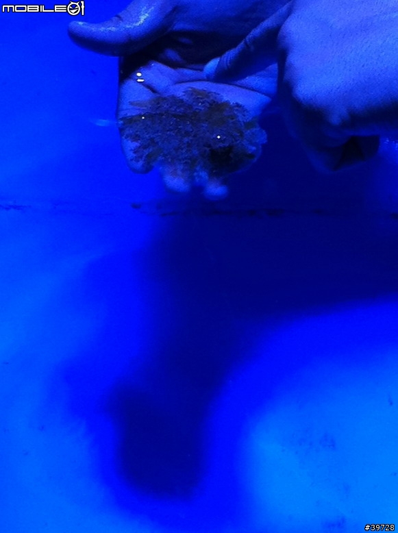 高雄墾丁5日4夜冒險日記【墾丁篇4/5】- 夜宿海生館(day1)