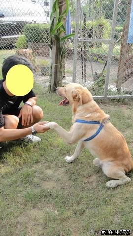 <100.09.06更新~狗狗已順利送養>可愛又親人的流浪公拉布拉多^_^