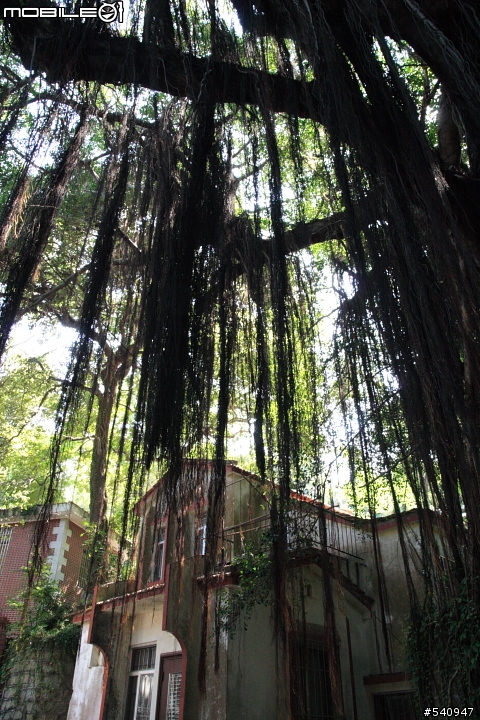 福建二日遊 (永定土樓, 鼓浪嶼及廈門)