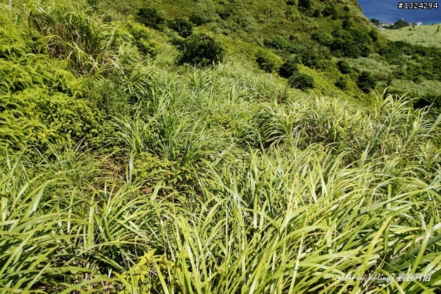 海天一色、翠峰相連 - S彎、黃金瀑布、茶壺山、C型彎