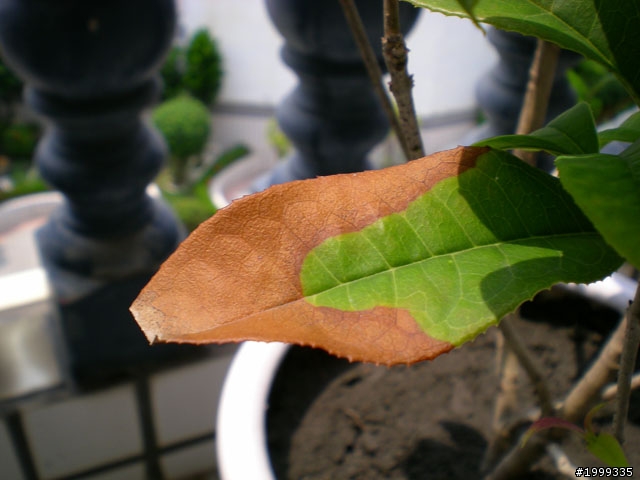 請教有關 "桂花" 的照顧方法