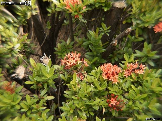 前端廣角 Kodak 0.7X 55mm + Lumix G 14-45mm