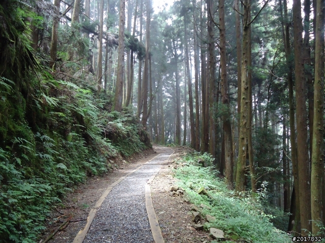 9/12塔塔加登東埔山--獨自漫步幽靜的特富野古道