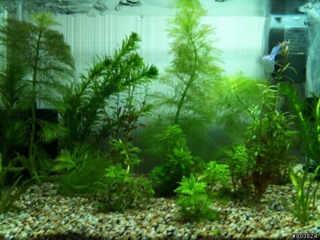水草一直腐爛浮起來&魚蝦共處問題.........