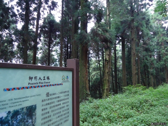 9/12塔塔加登東埔山--獨自漫步幽靜的特富野古道