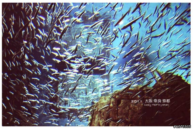 大阪海遊館(圖多)- 已新增奈良與京都照片