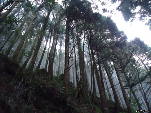 9/12塔塔加登東埔山--獨自漫步幽靜的特富野古道