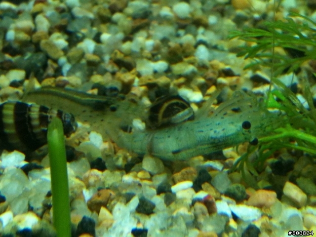 水草一直腐爛浮起來&魚蝦共處問題.........