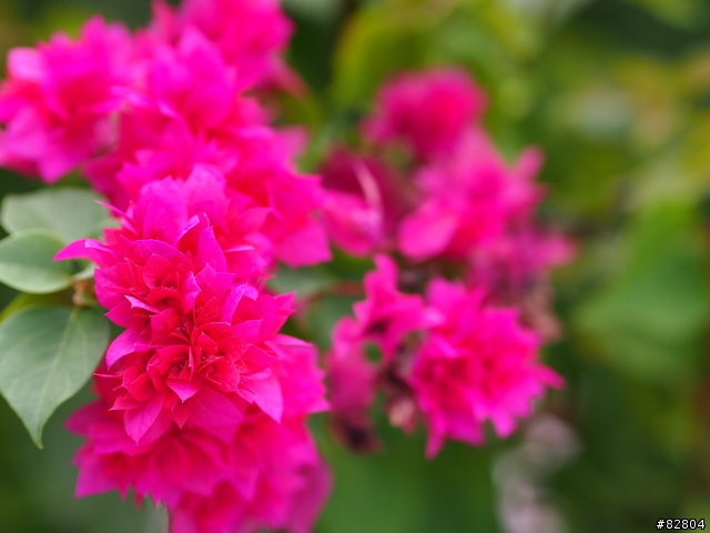 MZD 45mm/1.8 PK 世界最銳利鏡頭之一 蔡頭Planar 1.7/50