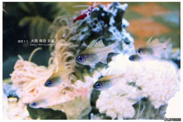 大阪海遊館(圖多)- 已新增奈良與京都照片