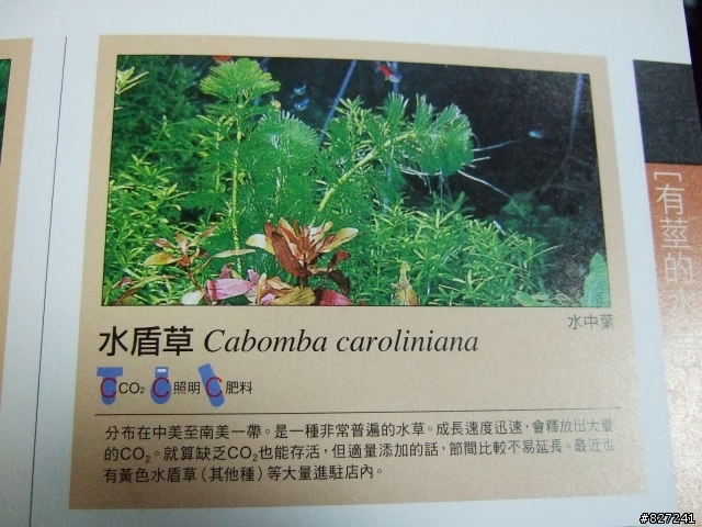 請問這是水盾草嗎?