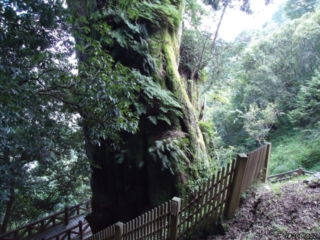 9/12塔塔加登東埔山--獨自漫步幽靜的特富野古道