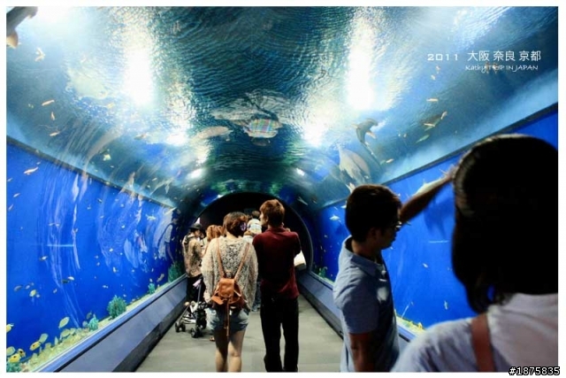 大阪海遊館(圖多)- 已新增奈良與京都照片
