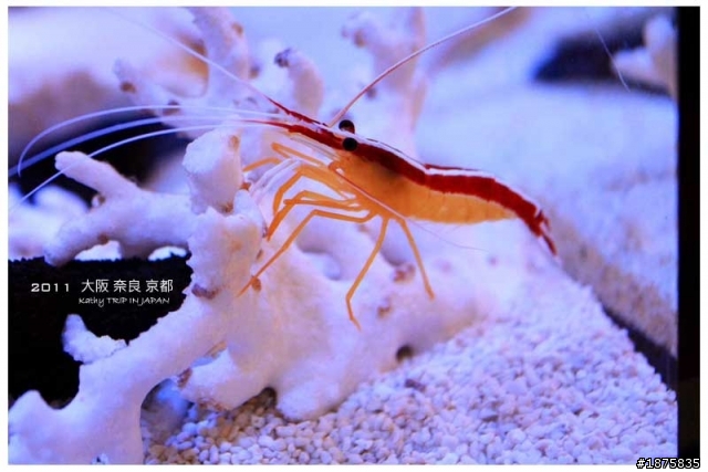 大阪海遊館(圖多)- 已新增奈良與京都照片