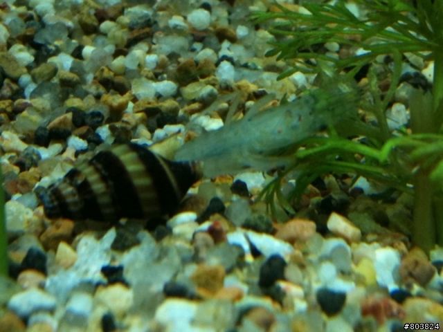 水草一直腐爛浮起來&魚蝦共處問題.........