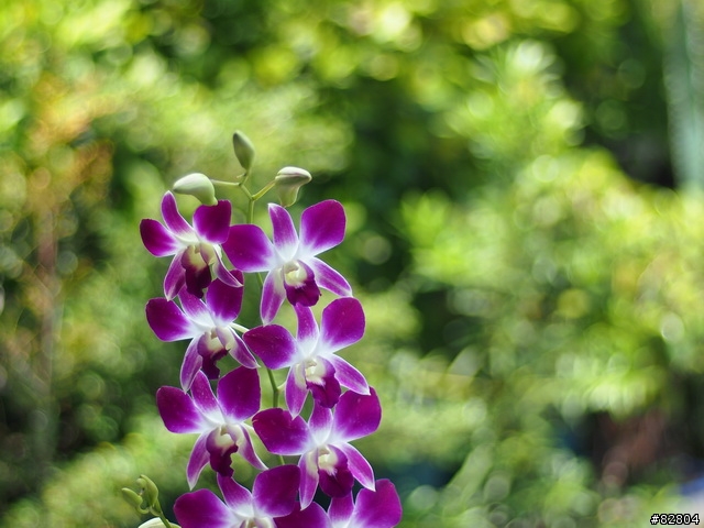MZD 45mm/1.8 PK 世界最銳利鏡頭之一 蔡頭Planar 1.7/50
