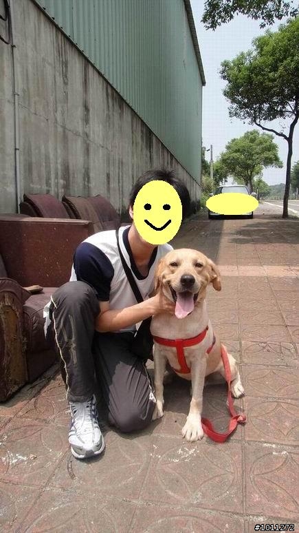 <100.09.06更新~狗狗已順利送養>可愛又親人的流浪公拉布拉多^_^