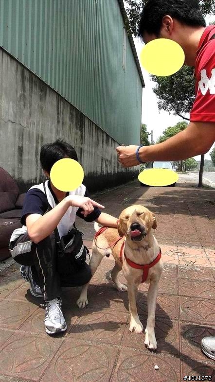 <100.09.06更新~狗狗已順利送養>可愛又親人的流浪公拉布拉多^_^