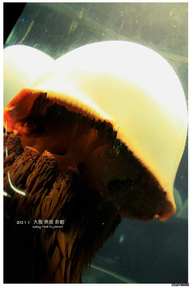 大阪海遊館(圖多)- 已新增奈良與京都照片