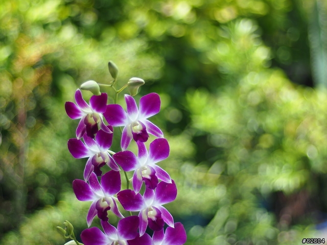 MZD 45mm/1.8 PK 世界最銳利鏡頭之一 蔡頭Planar 1.7/50