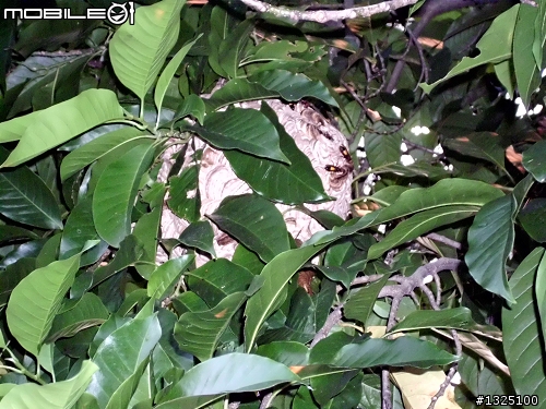 三個傻瓜戰虎頭蜂窩~~9-4晚間再戰~捷報~成功剿獲~
