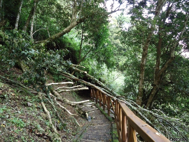 9/12塔塔加登東埔山--獨自漫步幽靜的特富野古道