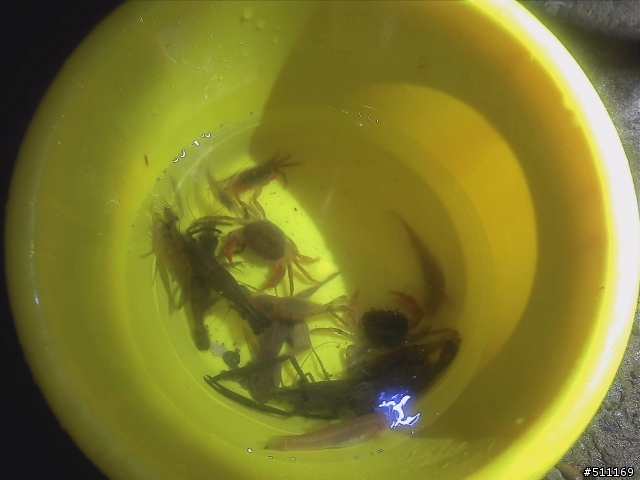 快樂釣魚行