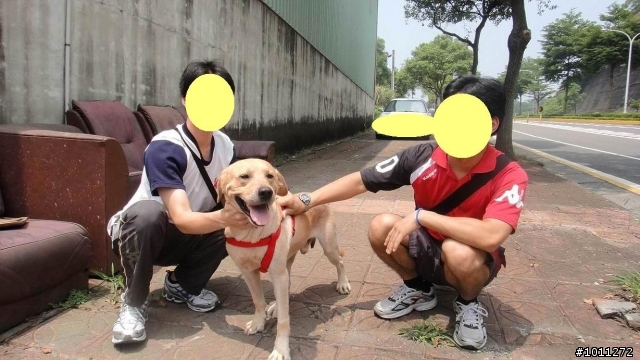 <100.09.06更新~狗狗已順利送養>可愛又親人的流浪公拉布拉多^_^