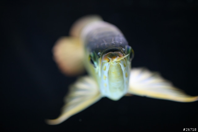 魚缸龍魚送養