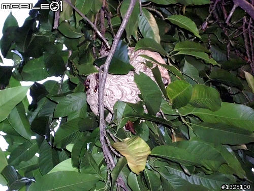 三個傻瓜戰虎頭蜂窩~~9-4晚間再戰~捷報~成功剿獲~