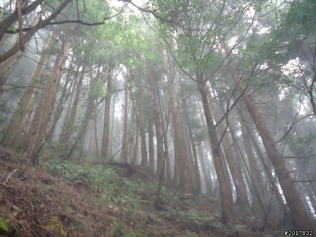 9/12塔塔加登東埔山--獨自漫步幽靜的特富野古道