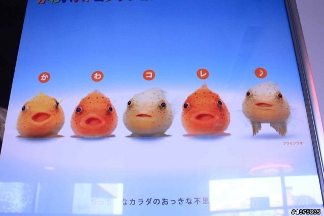 大阪海遊館(圖多)- 已新增奈良與京都照片