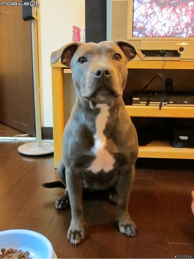 我家的藍色斯塔福郡鬥牛梗Staffordshire Bull Terrier,PIYO!