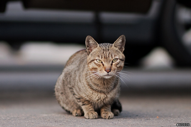 samyang 85mm f/1.4隨拍