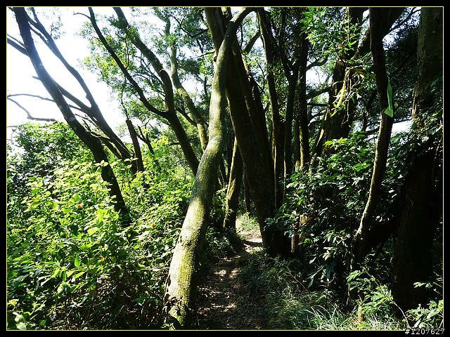 2011.10.20_載女王回家順逛南化-龍麟山步道!